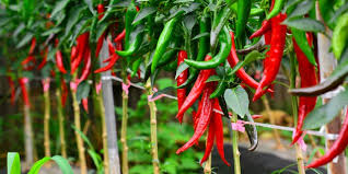 5 Styles of Adjusting Chili Plant Patterns in the Rainy Season